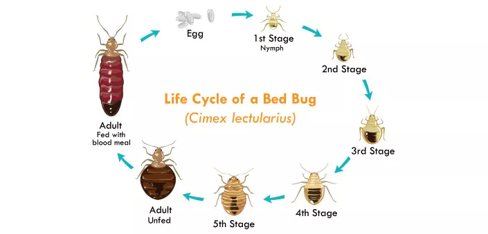 bed bug heater